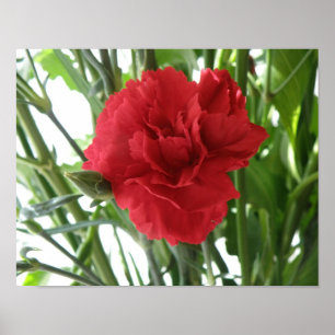 Red Carnation Print