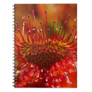 Red carnivorous sundew plant. notebook