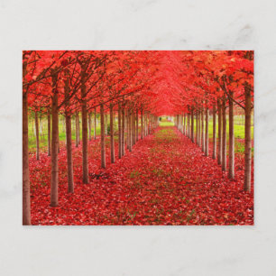 Red Carpet and Sky Postcard
