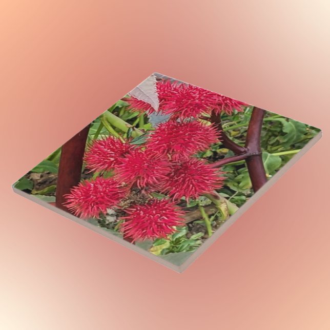 Red Castor Bean Plant Seed Pods Tile (In Situ)