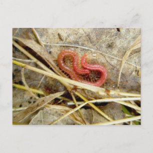 Red Centipede Geophilomorpha (strigamia) Postcard