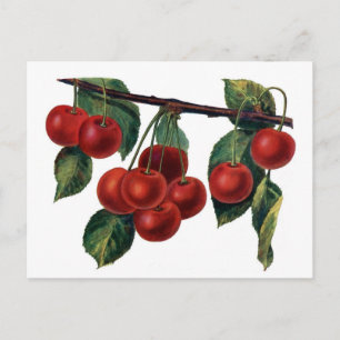 Red Cherries Postcard