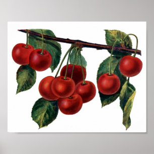 Red Cherries Poster