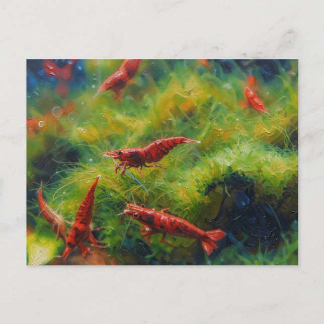 Red cherry shrimps with hair algae postcard (Front)