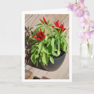 Red Chili Pepper Plant in Pot Card