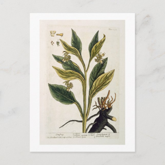 Red Chilli (colour engraving) Postcard (Front)