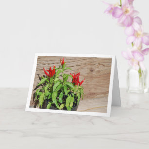 Red Chilli Pepper Plant Display Card