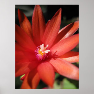 Red Christmas Cactus Flower Poster