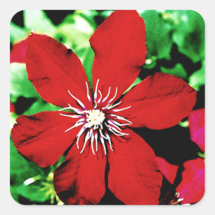 Red Clematis Climbing Flowers Square Sticker