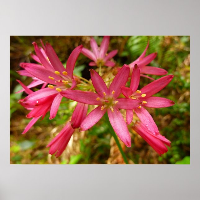 Red Clintonia Flowers at Redwoods Poster (Front)