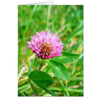 red clover