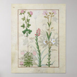 Red clover & Aube Bellidis Onobrychis & Hyssopus Poster