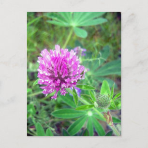 Red Clover Blossom 2 Postcard