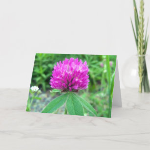 Red Clover Blossom 3 Greeting Card