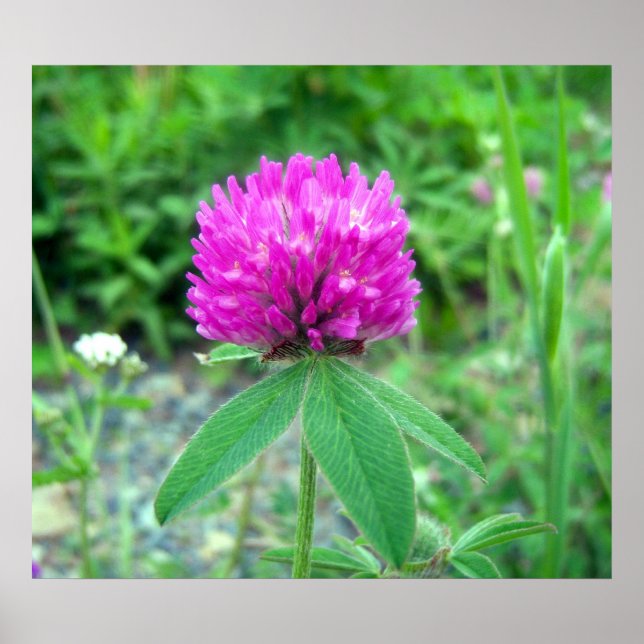 Red Clover Blossom 3 Poster (Front)