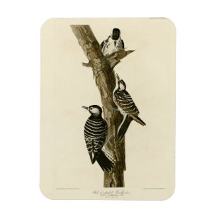 Red-Cockaded Woodpecker Audubon's Birds of America Magnet