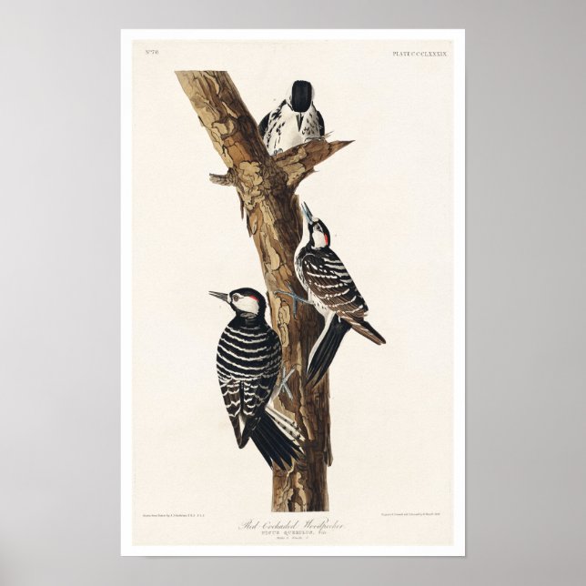 Red-Cockaded Woodpecker by Audubon Poster (Front)