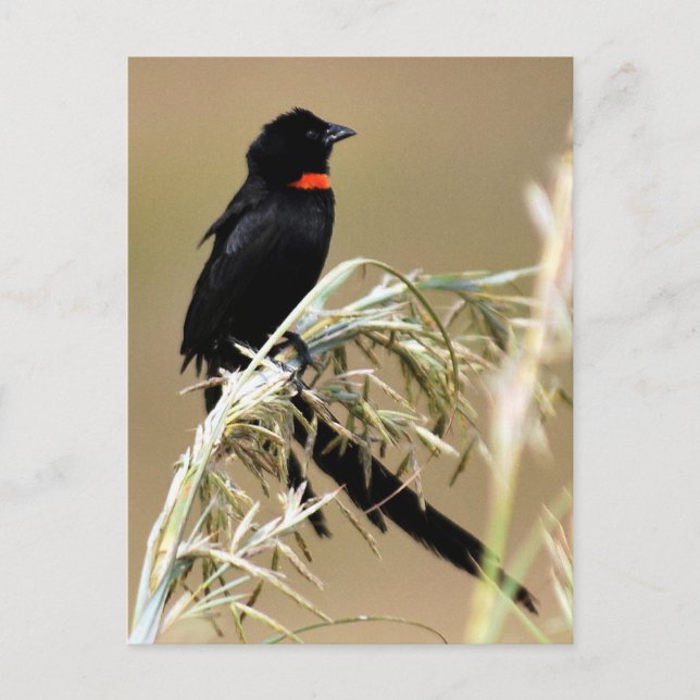 Red Collared Widow South Africa Postcard (Front)