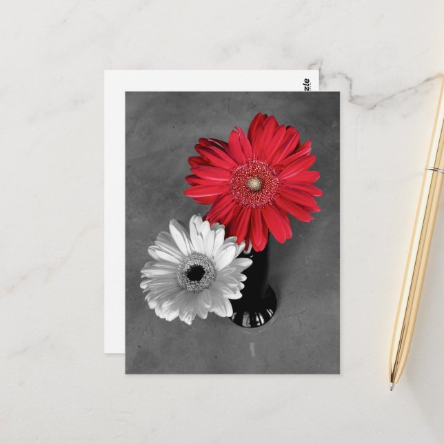 Red Colour Splash Gerber Daisy Photograph Postcard (Front/Back In Situ)