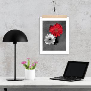 Red Colour Splash Gerber Daisy Photograph Poster