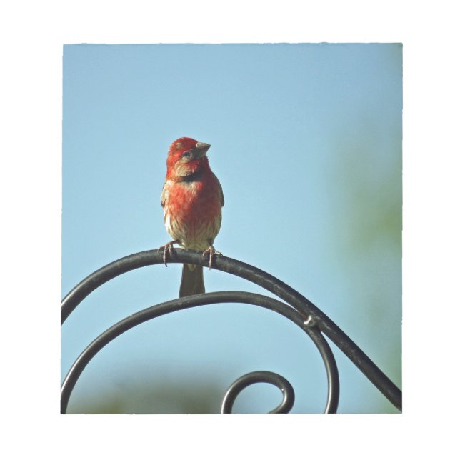 Red Coloured Finch on Black Wrought Iron Pole Notepad (Front)