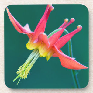 Red Columbine Coaster