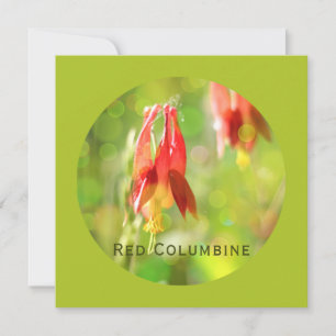 Red Columbine Flower on Atlantis Green Flat Card