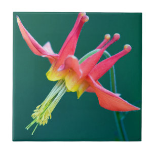Red Columbine Tile