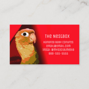 Red Conure Parakeet Bird Breeder Foster Or Rescue Business Card