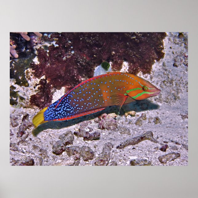 Red Coris Poster (Front)