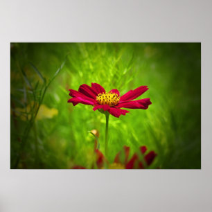 Red cosmos flower poster