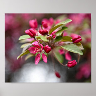 Red Crab Apple Flowers Poster
