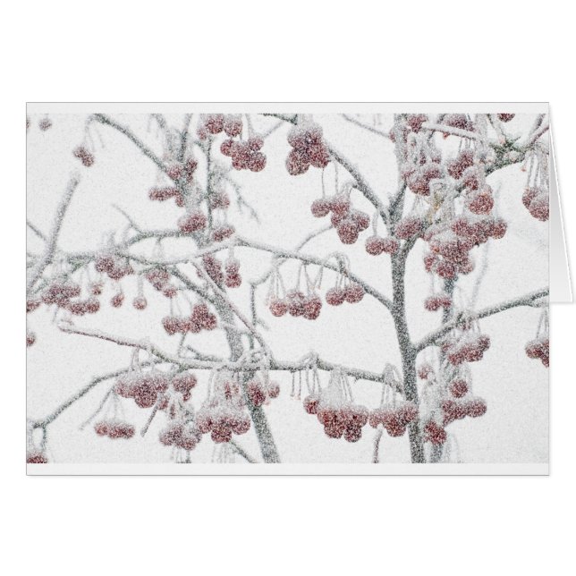 Red Crabapples in Snow (Front Horizontal)
