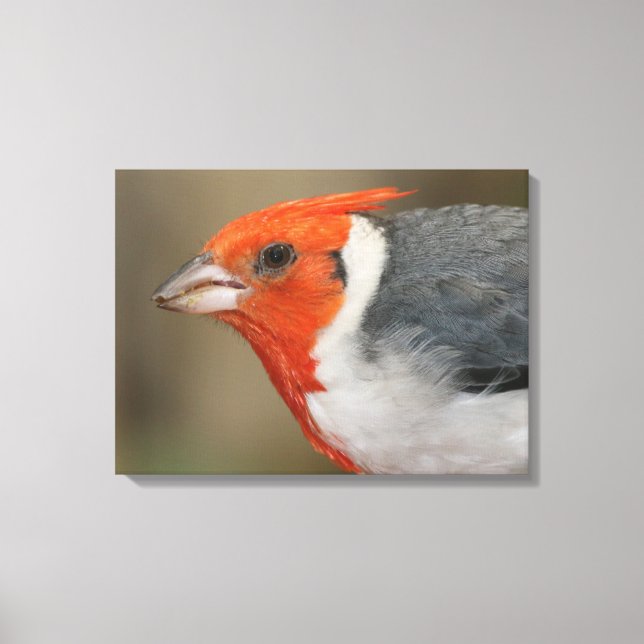 Red Crested Cardinal Canvas Print (Front)