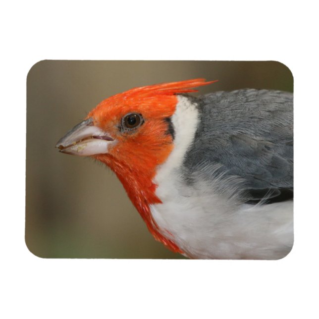 Red Crested Cardinal Magnet (Horizontal)
