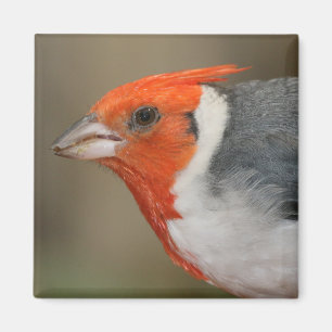 Red Crested Cardinal Magnet