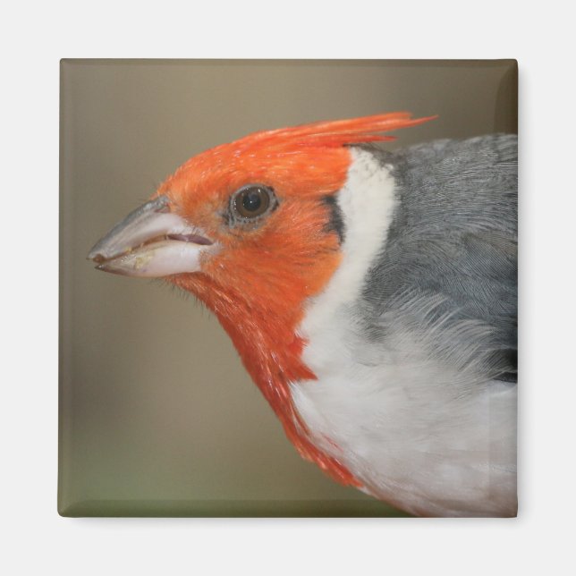Red Crested Cardinal Magnet (Front)