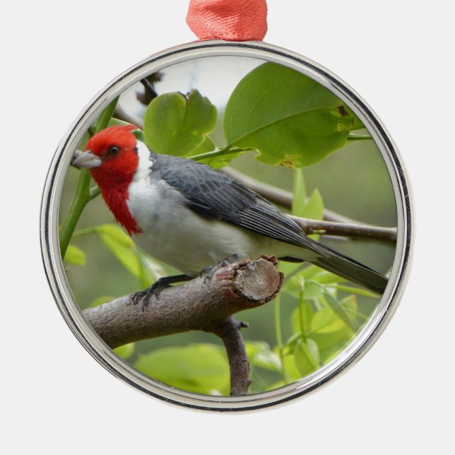Red-crested Cardinal Metal Tree Decoration (Front)