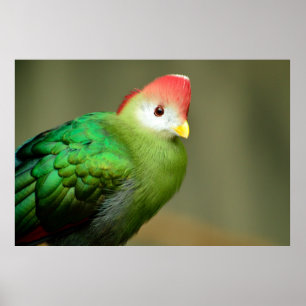 Red-Crested Turaco bird Poster