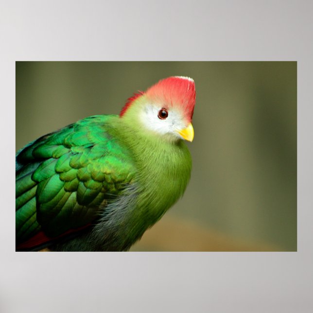 Red-Crested Turaco bird Poster (Front)