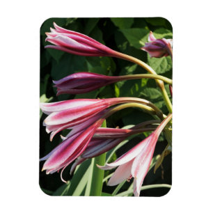 Red Crinum Lily Magnet