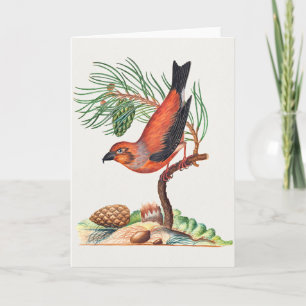 Red Crossbill bird, Card