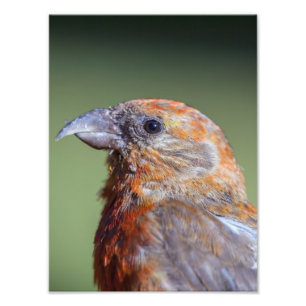 Red Crossbill Photo Enlargement Print