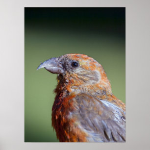 Red Crossbill Poster