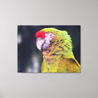 Red-Crowned Amazon Parrot Canvas Print