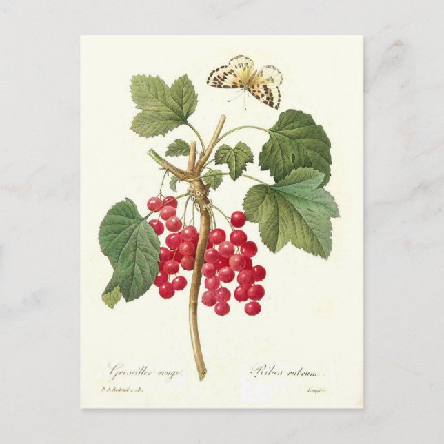 Red Currant Postcard (Front)