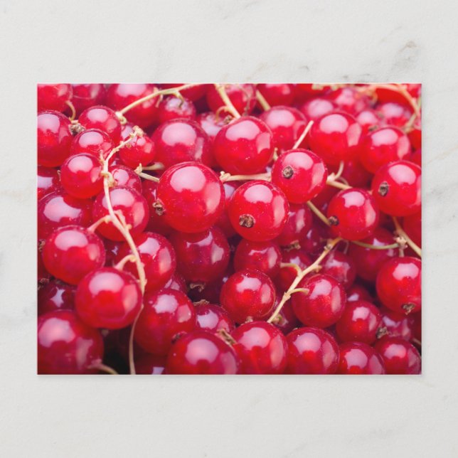 Red Currant Postcard (Front)