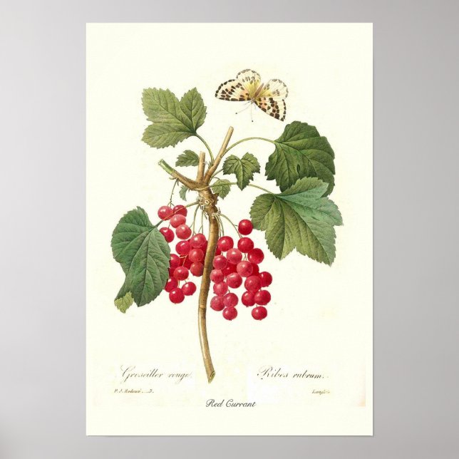 Red Currant Poster (Front)