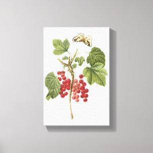 red currant(Ribes rubrum) by Redouté Canvas Print