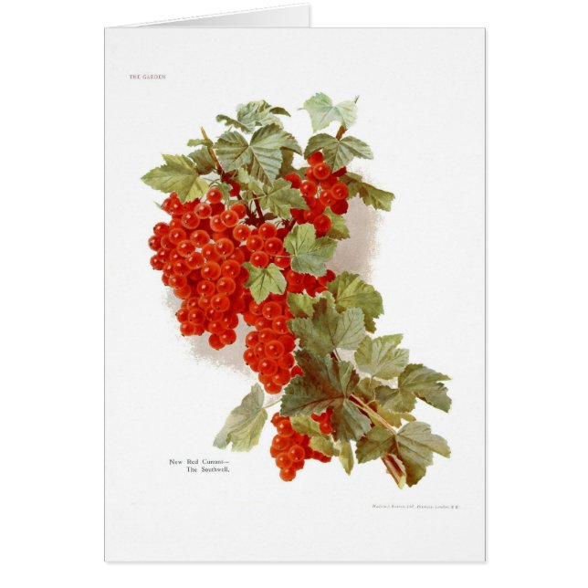 Red Currant 'The Southwell' (Front)